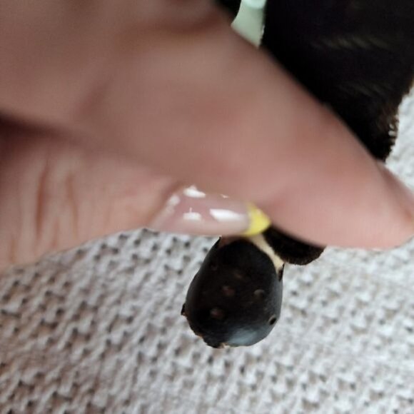 Vintage 1960's Male Madame Alexander Doll with Stand - Picture 10 of 11